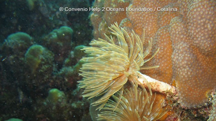 Fan worms (18)-2